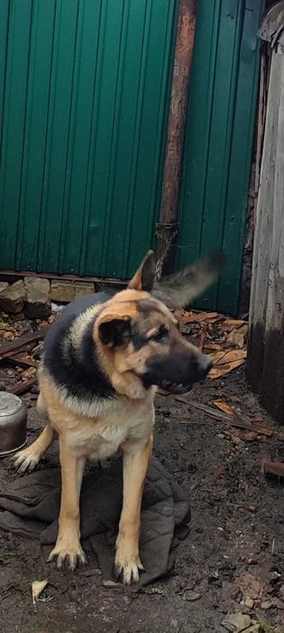 Отдам немецкую овчарку .