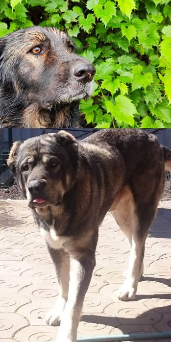 Щенки (метисы кавказской овчарки и некрупного алабая)