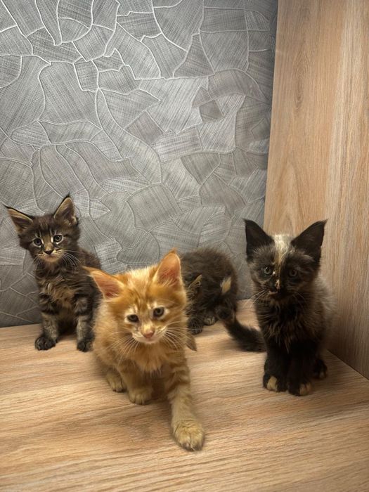 Продам шикарных котят.