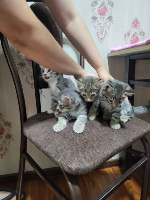 Отдам очаровательных котят

Котята полн