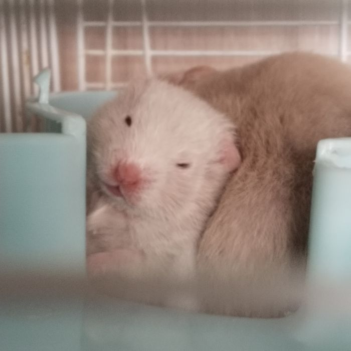 Продам хомяков джунгариков