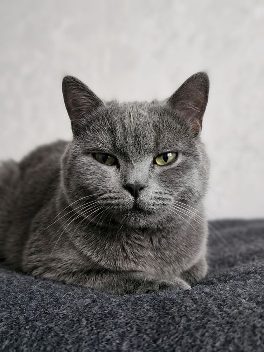 Mushuk zoti britan short hair