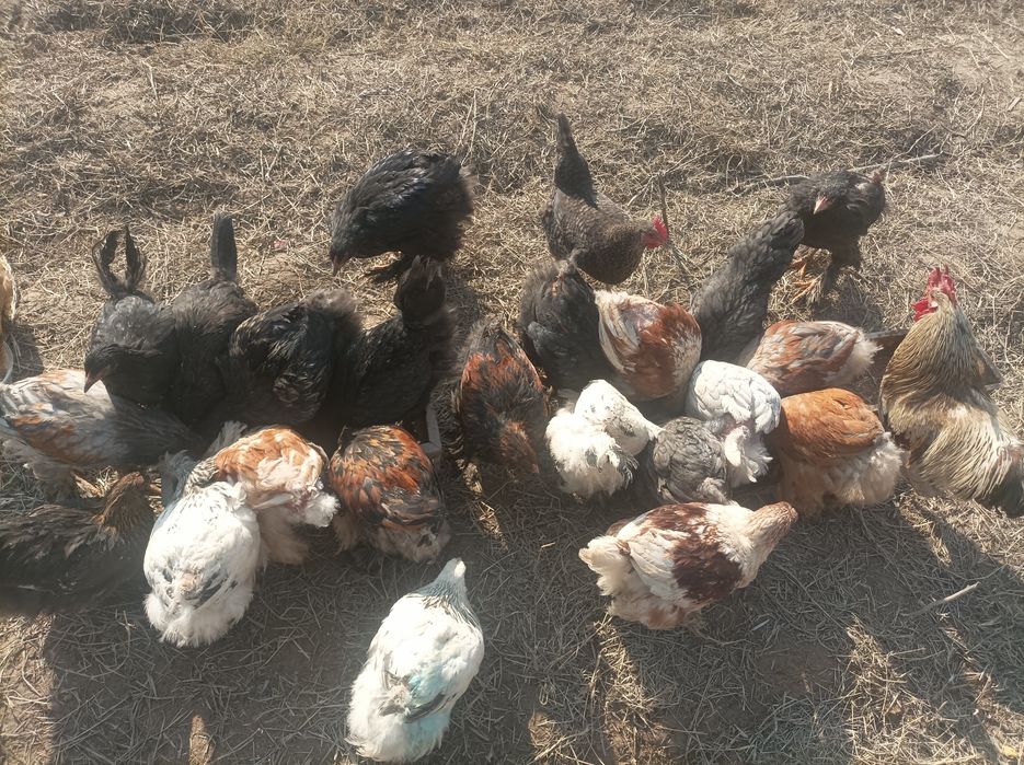 БРАМА ЖОЖА СОТИЛАДИ ТОЗА ЗОД  йахши қаралган нархи 2500 арзон нарса ма