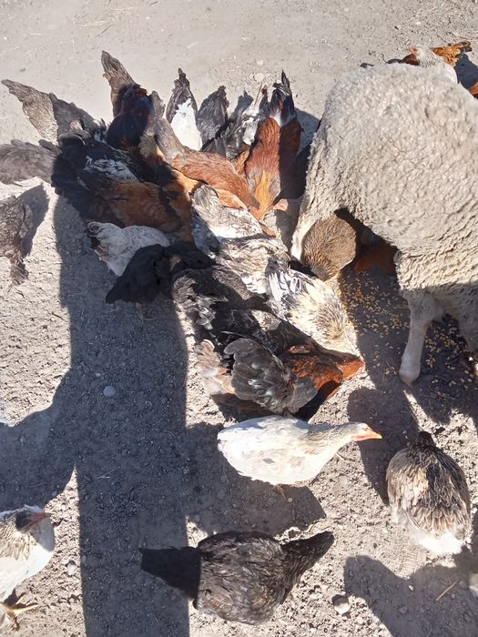 Продам домашних курей