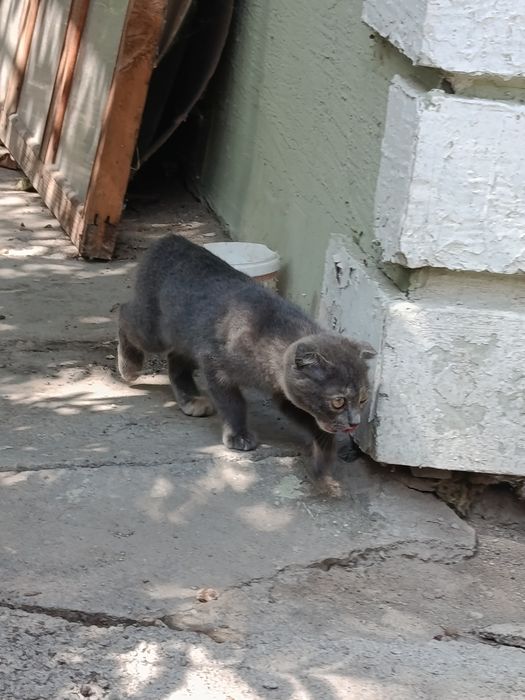 Отдам котят в хорошие руки