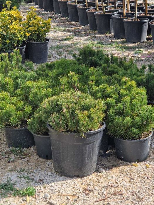 Plante pentru Gradina si Spatii Rezidentiale