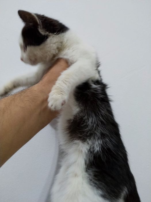 Котята одам в добрые руки