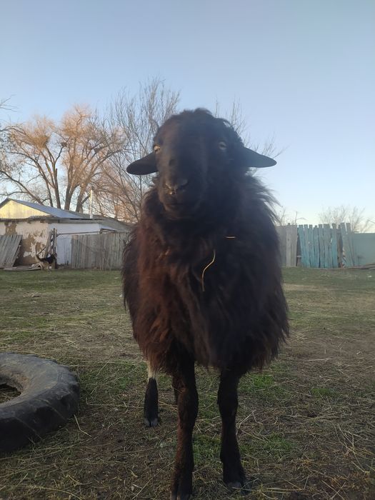 Қошқар 1 жасар сатылады