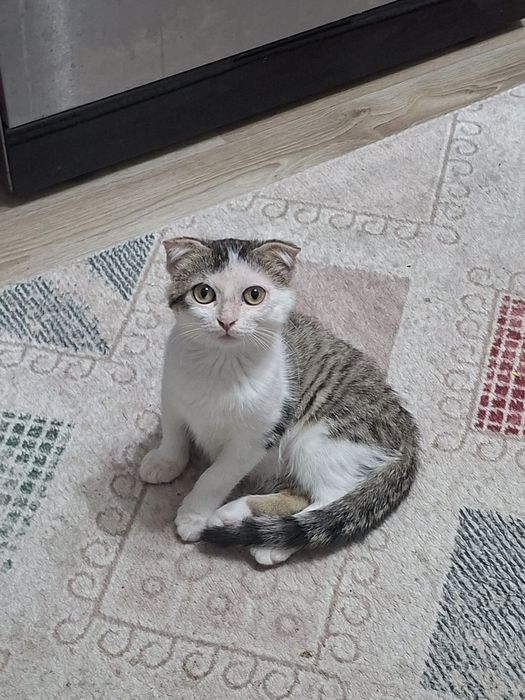 Отдам котёнка в добрые руки