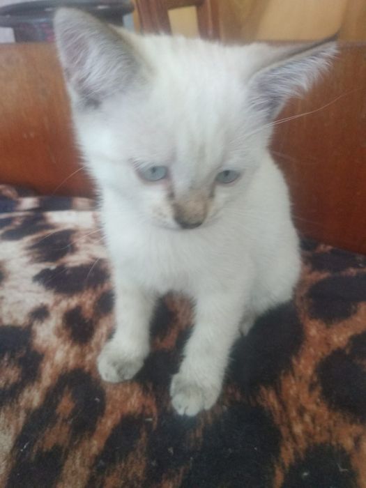 Отдам милый ,умных котят.