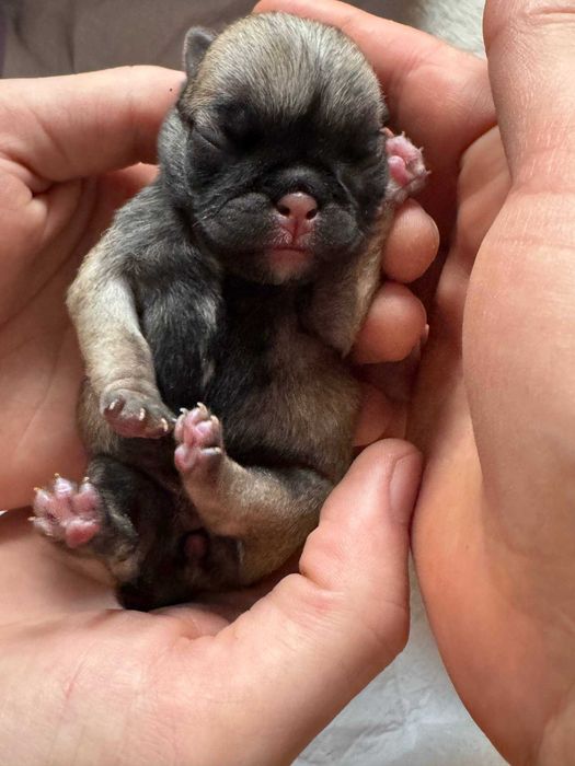 малыши мопса на брони