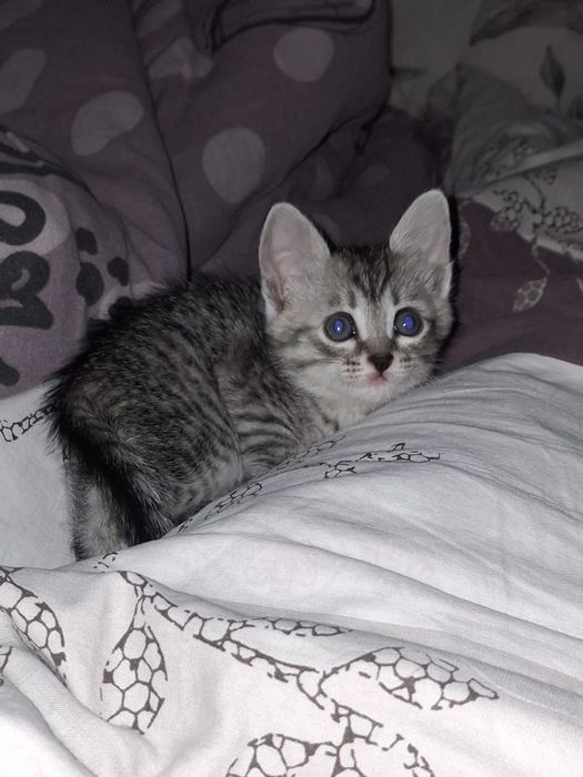 Отдам в добрые, любящие руки.