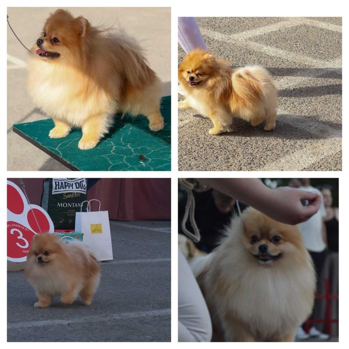 Вязка собак породы шпиц