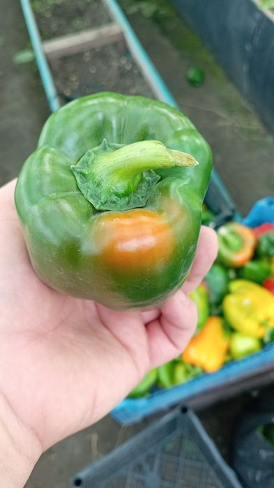 Рассада помидор, сладкого перца.