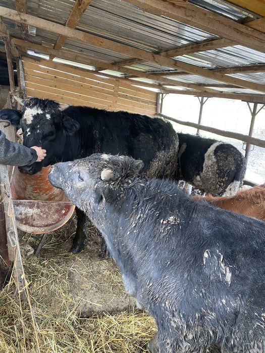 Tauras si vitea.   .