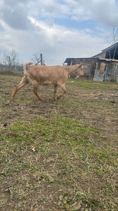 Capra saanen la a doua fatare fătar
