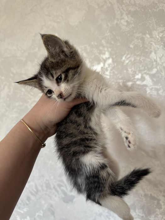 Отдаю котят в хорошие руки