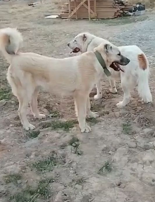 Еркек кушык 7 айлык