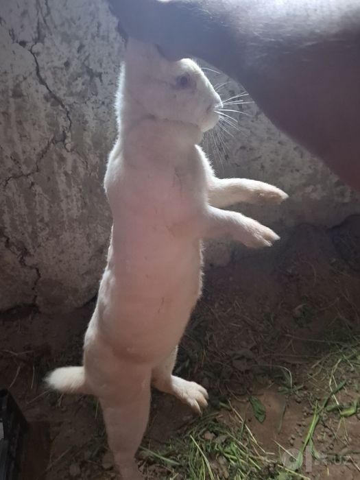Quvon Velikan Uy hayvoni