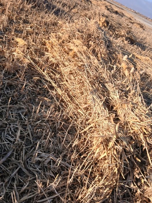 Qamish sotiladi narxini galishamiz.