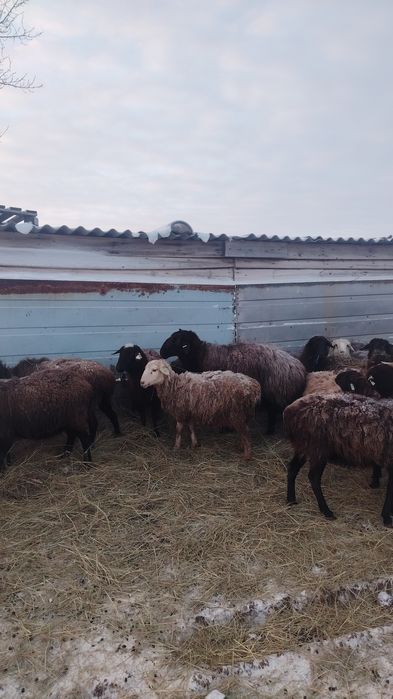 Продам овец и баранов