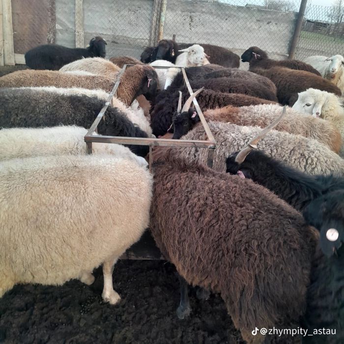 Кормушка, Астау для баранов
