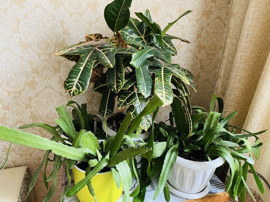 Продам три эпифиллума