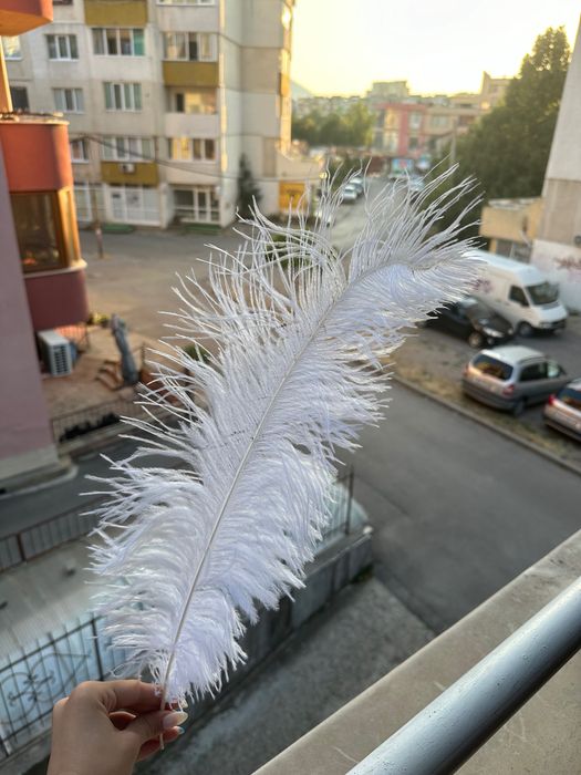 Щраусови пера в различна гама от цветове