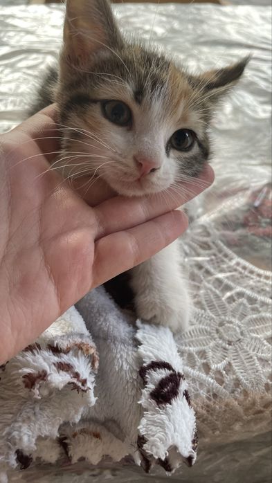 Котятя в добрые руки