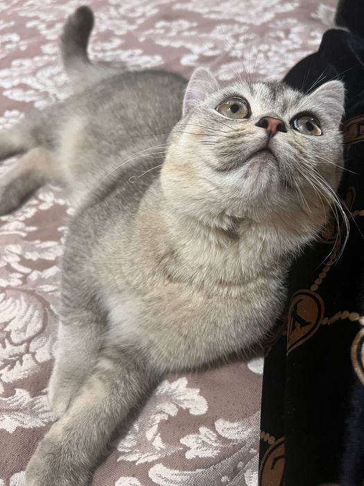 Кот Шиншилла (серебро)