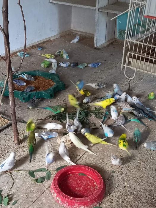 Pui peruși de vînzare