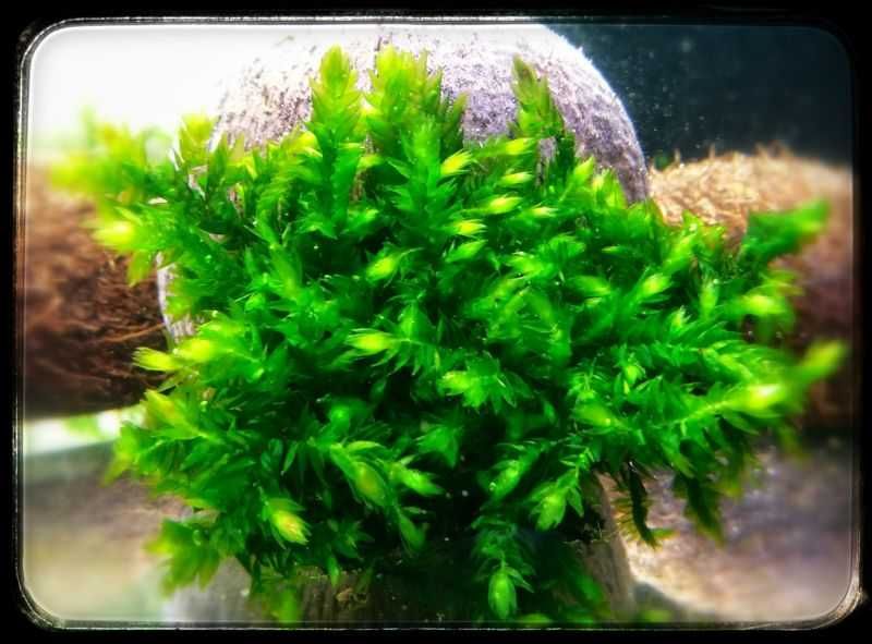 Willow Giant moss 8x8cm