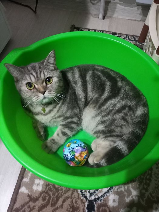 Ona bola mushuk sotiladi