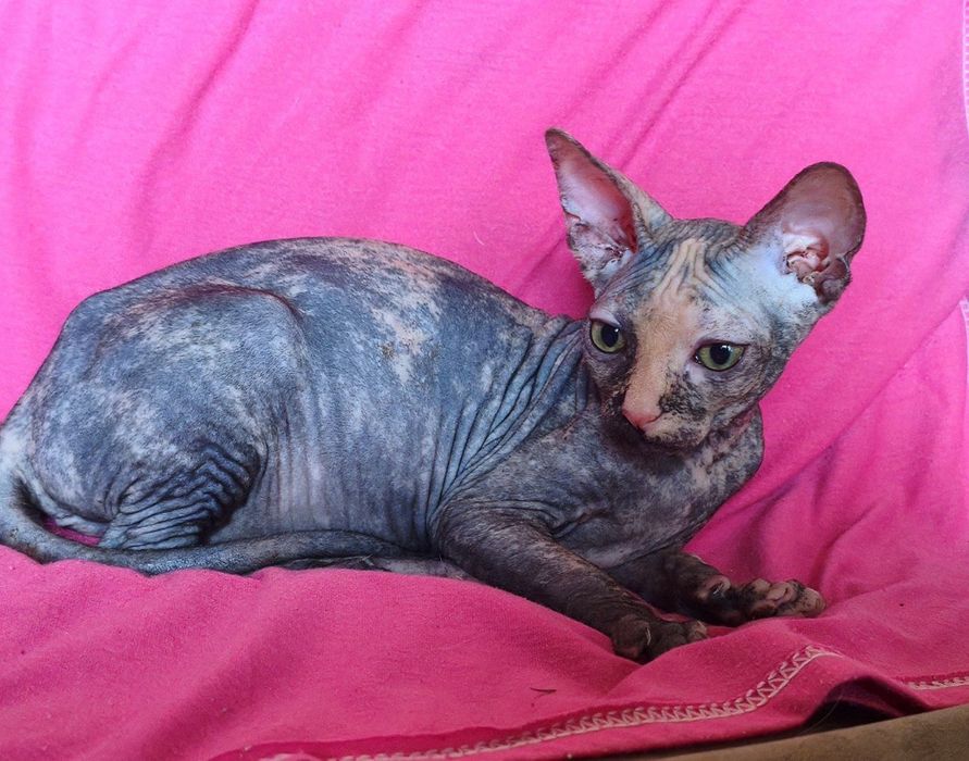 Котята канадского сфинкса,