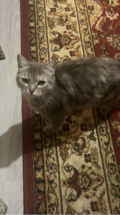 Кошка мальчик девочка бесплатно