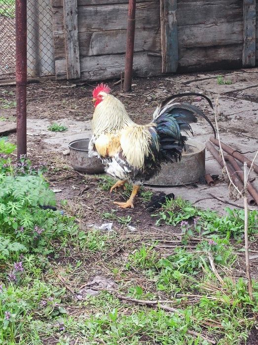 Яйца за люпене от катунски кокошки