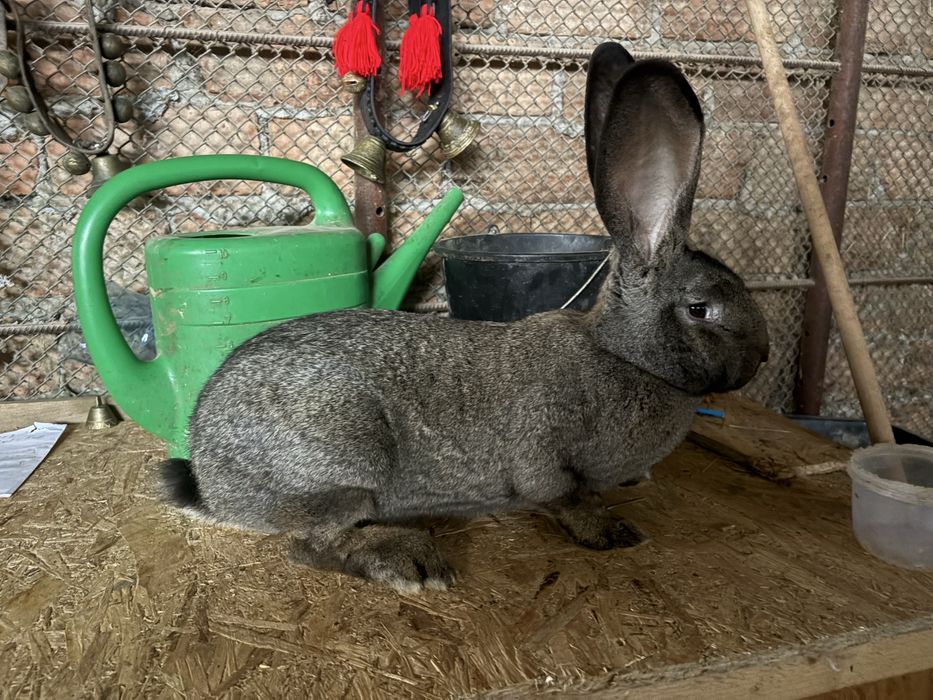 De vanzare urias german negru gri grifier galben chincila  pui si matu