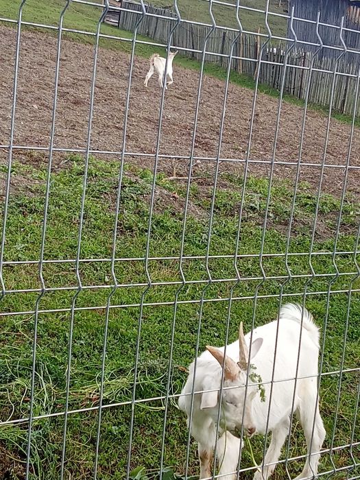 Vând pereche ied și iedita Saanen din primăvară – rasă de lapte
