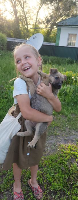 Щенок  немецкой овчарки