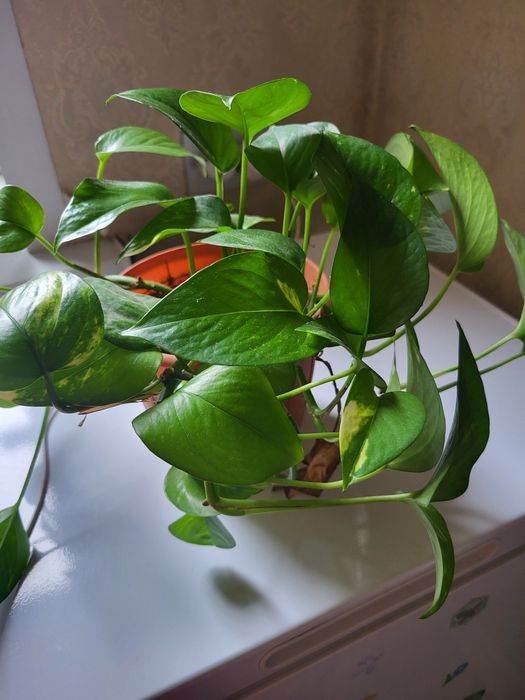 Комнатные цветы фикус