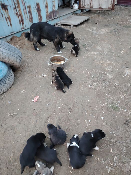 Отдам щенков в добрые руки. Возраст месяц