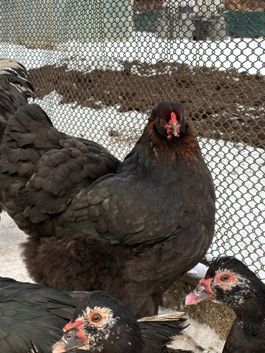 Puicuțe Brahma de Anul Trecut