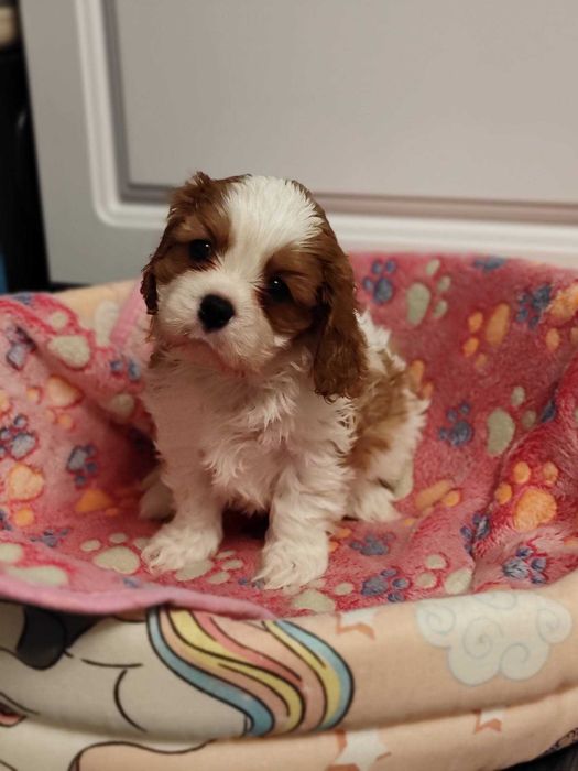 Vindem mascul Cavalier King Charles Spaniel cu teste genetice