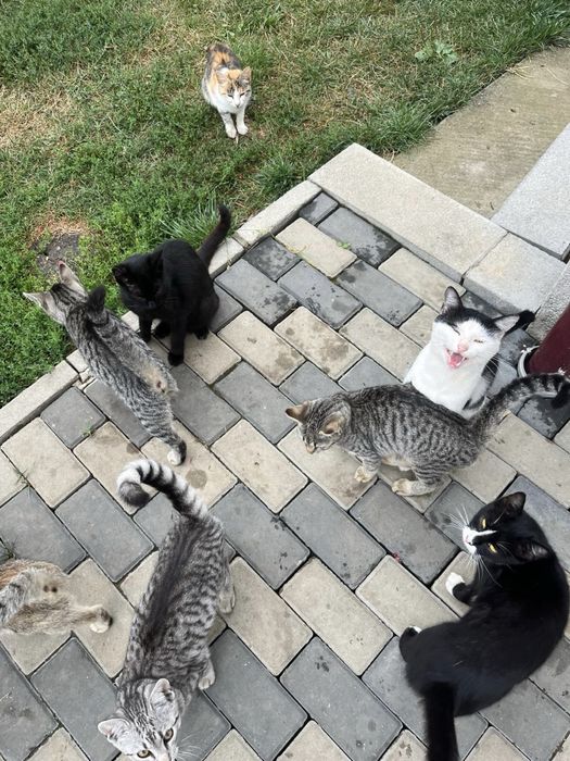 Adopție  pisici