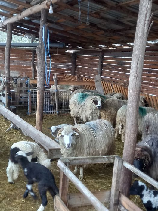 Vind oi cu miei după iele 850 lei