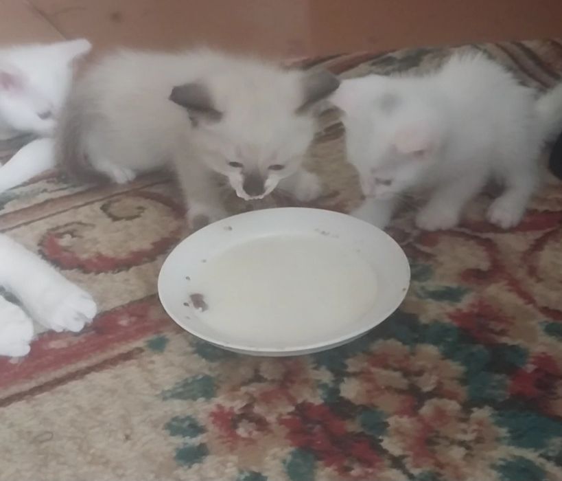 Котята в добрые руки.