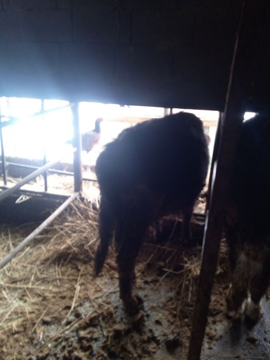 Прада бычка лечить мец