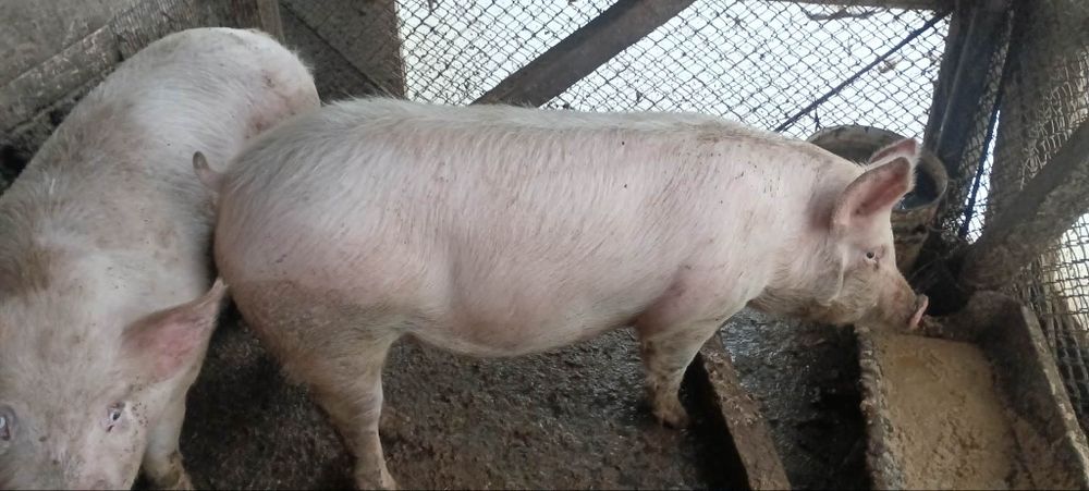 Продавам прасета