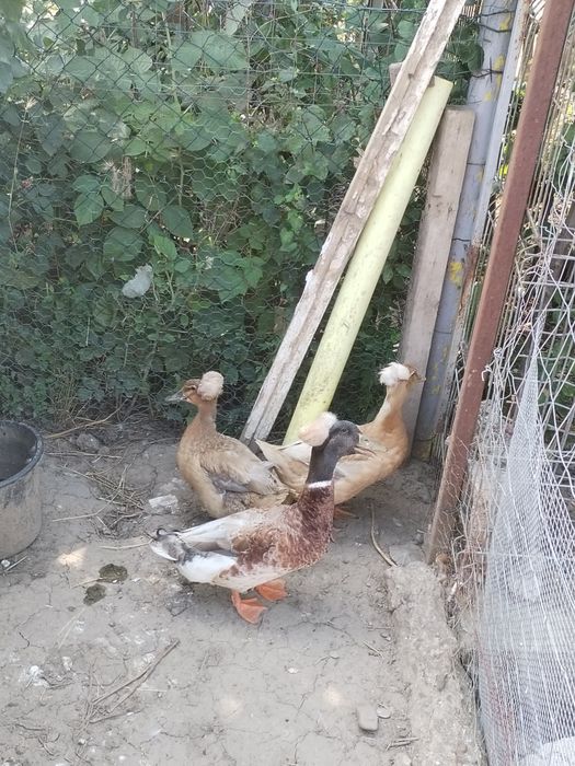 Vând familie de rațe moțate ( 1  mascul și 2 femele)
