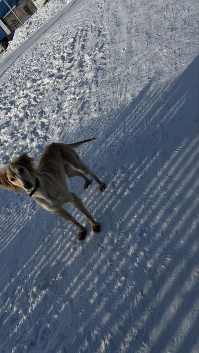 Продам тазы чистый